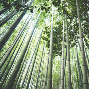 Varas de Bambú de Tamaño Personalizado, Tratadas, Carbonizadas, Secas, Material de Construcción Estructural, Fábrica de Vietnam - Product Image 1