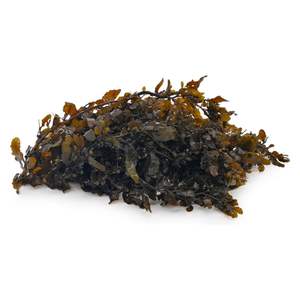 Sargassum pallidum แห้งสินค้าเกษตรบรรจุในถุง25-50กก. - Product Image 1