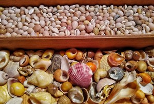 ขายตรงจากโรงงานเปลือกหอยทะเลคาวรี่สีเหลืองทองคุณภาพสูงจากธรรมชาติ - Product Image 4