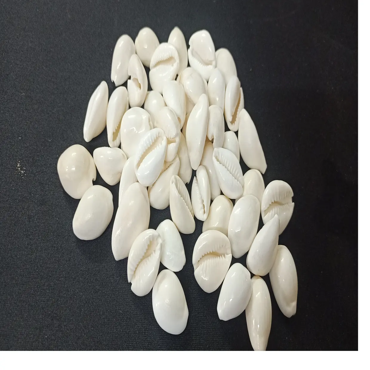 Custom made nice & attractive natural white cowry shells for jewelry designers and native costume makers suitable for resale