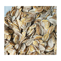 Alta calidad Murex Operculum Seashell Abalone Shell Limpet Murex Operculum Snail Shell con precio barato de Vietnam para el comprador