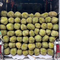 Thaise leveranciers importeurs diepvries Thaise Durian stukjes Monthong Premium kwaliteit 500g IQF export klaar zoet gouden vruchtvlees 14 dagen A4