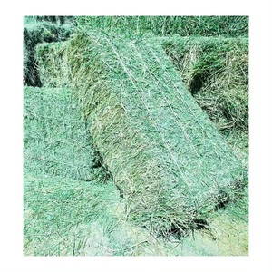 Heno de Alfalfa Deshidratado de Grado Alimenticio de Calidad de Exportación para 24 Meses de Vida Útil, Pacas Premium de 25 kg, Humedad 5%, Aditivos 5%, para el Mercado Global - Product Image 5
