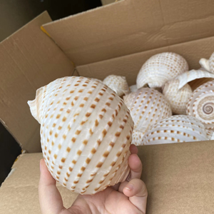 ชุดของขวัญของที่ระลึกเปลือกหอยเปลือกหอยธรรมชาติทำด้วยมือของสะสมสำหรับนักเดินทางและร้านค้า99 Gold Data - Product Image 1