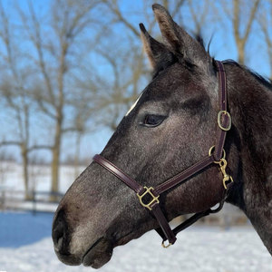 Halter de caballo de lujo de 3/4 \ "en cuero marrón con herrajes de latón estilo inglés y occidental para SILLÍN inglés - Product Image 5