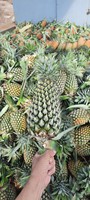 Bron Verse Ananas Voor Verkoop Oorsprong Vietnam Fruit Exporteur Verse Pijnboomappels Voor Export