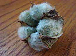 Graines de coton biologique de qualité supérieure à vendre - Product Image 2