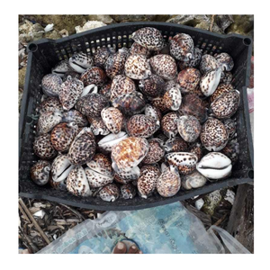 Lujosas conchas marinas surtidas para obras de arte hechas a mano, decoraciones elegantes para bodas y decoración del hogar con temática costera - Product Image 1