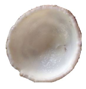 Carne de coco congelada más vendida con cubos IQF en rodajas de 99 Gold Data Vietnam - Product Image 2