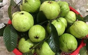 ชิ้นฝรั่งพันธุ์โรสโทนสีชมพูจากแม่น้ำเมกง ผลไม้แห้งแบบนุ่ม รสชาติแปลกใหม่จากเวียดนาม - Product Image 3