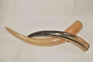 Cuernos de vaca cruda de calidad a la venta a precio barato/Cuerno de vaca cruda - Product Image 2