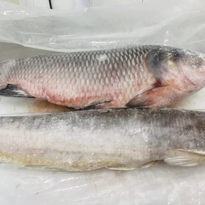 Emballage de poisson Rohu congelé IQF - Product Image 1