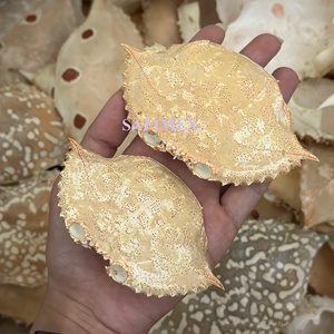 เปลือกปูแห้งธรรมชาติ 100% ขนาดใหญ่ สำหรับร้านอาหารทะเลและอาหารยำ - Product Image 4