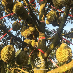 Amarillo Premium Fresh DURIAN Tropical Marca South Mekong/ OEM Origen Viet Nam _ What.app84972678053 - Product Image 4