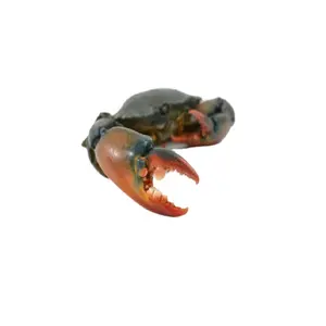 Crabe de boue vivant de qualité supérieure, crabe frais masculin ou féminin pour la vente en gros crabe vivant frais