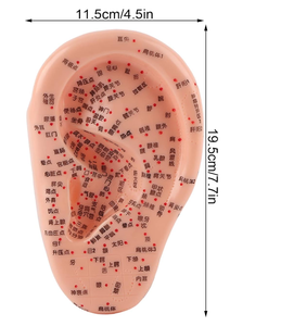 Modelo de acupuntura de oreja para aprendizaje y visualización de acupuntura con diseño de punto fijo de base grande - Product Image 5