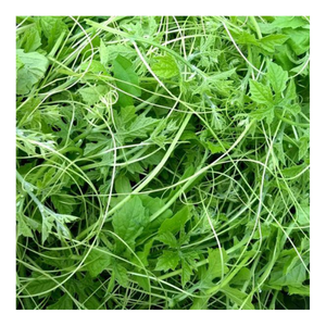 เครื่องดื่มชาสมุนไพรใบ momorica charantia แห้งใบแตงโมขมการเก็บเกี่ยวใหม่ - Product Image 1