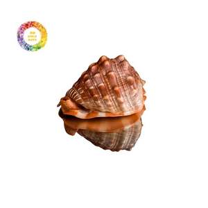 เปลือกหอยหมวกกันน็อคสีแดงธรรมชาติสำหรับตกแต่ง | เปลือกหอยคุณภาพสูงจากผู้จำหน่ายเวียดนาม - Product Image 1