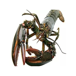 Langosta fresca y congelada de marisco premium-Compre langosta congelada barata de Francia - Product Image 4