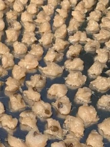 Produit d'exportation de fruits tropicaux du Vietnam, corossol séché de qualité supérieure - Product Image 5