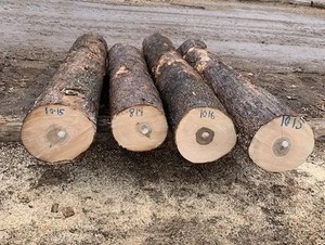 Exportateur de bois de chêne rouge de haute qualité Grumes de chêne rouge pour la production de bois Fournisseur de bois de chêne rouge - Product Image 5