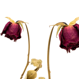 Flor de rosa roja seca pura para vapor facial y cuidado del cabello Flores secas de calidad premium - Product Image 2