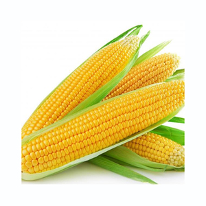 Maíz amarillo de alta calidad, maíz premium, suministrado para compradores mayoristas y socios comerciales - Product Image 3