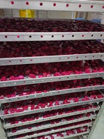 Hot Selling Vietnam Frozen Dragon Fruit Slice White /Frozen Pitaya From Vietnam