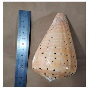 Small Cowrie Shells For Bracelet Making, Earring <b>Accessories</b>, And <b>Beach</b> Wedding Decoration - Product Image 1