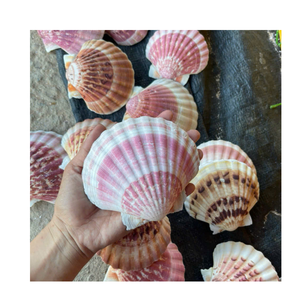 หอยเชลล์แฟลตสำหรับตกแต่งชายฝั่งศิลปะแบบทำมือและจัดงานแต่งงาน - Product Image 6