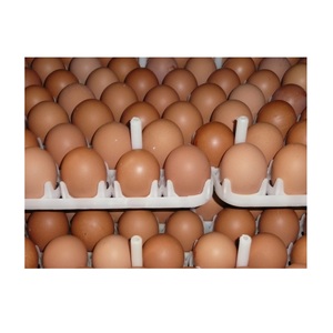 Direct Poultry Price Fresh Table <b>Eggs</b> and Fertilized Broiler <b>Chicken</b> <b>Eggs</b> Cobb 308 /Cobb 700 <b>Fertile</b> - Product Image 6