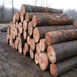 Bois de bûche de chêne blanc Qualité supérieure Meilleure apparence Achetez directement du fabricant Prix négociable Options de gros - Product Image 3