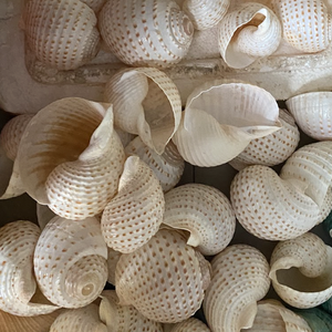 Material Decorativo de Concha Turbo marmoratus para Diseños de Interiores con Brillo Natural, Recogido en Vietnam - Product Image 5
