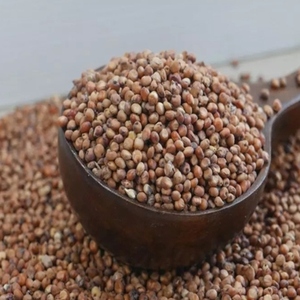 Dried sweet sorghum grains Sorghum seed for food processing Whole <b>millet</b> for sale Sweet sorghum grains for feed For Sale - Product Image 1