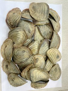 Operculum เปลือกหอย Murex สำหรับน้ำหอม - Product Image 5