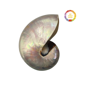 เปลือกหอย Nautilus แบบเวียดนามสำหรับพิพิธภัณฑ์สัตว์น้ำเครื่องประดับและงานฝีมือทำด้วยมือ - Product Image 1
