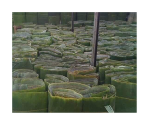 Proveedor de Hojas de Plátano Congeladas de Vietnam que Ofrece Hojas de Plátano Congeladas de Alta Calidad para Exportación, Material de Envoltura de Alimentos para Compradores Globales - Product Image 5