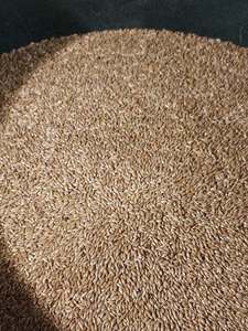 Graines de canaris en vrac / Fournisseur de graines pour oiseaux / Alimentation pour oiseaux OEM / Nourriture pour oiseaux de compagnie / Graines pour oiseaux sauvages - Graines pour oiseaux naturelles écologiques 25-50 kg - Product Image 2