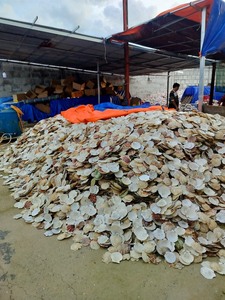 La concha de vieira seca más vendida de Vietnam es colorida, intrigante y a un precio razonable 2025 - Product Image 6