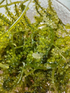 Uvas de Mar Frescas, Caviar Verde, 100% Naturales, Premium, Comestibles, para Ensaladas, Sushi, Conservación en Frío - Product Image 2