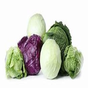 COMPRE Verduras crucíferas Repollo fresco para uso culinario e industrial a precios a granel - Product Image 5