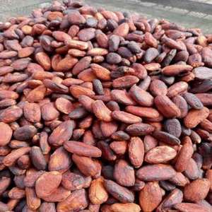 Granos de Cacao Alemanes de Marca Propia de Alta Calidad, 100% Naturales, 2 Años de Vida Útil, Almacenamiento en Frío y Seco, Disponibles para la Venta - Product Image 1