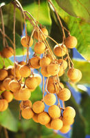 Groothandel Premium Kwaliteit IQF Diepvries Longan Tropisch Fruit uit Vietnam - Vacuüm verpakt Viet Delta Merk