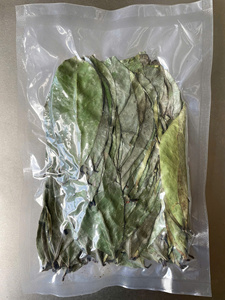 Hoja de guanábana (graviola) secada cuidadosamente, adecuada para la producción de bebidas, proyectos de infusiones y distribución global. - Product Image 4