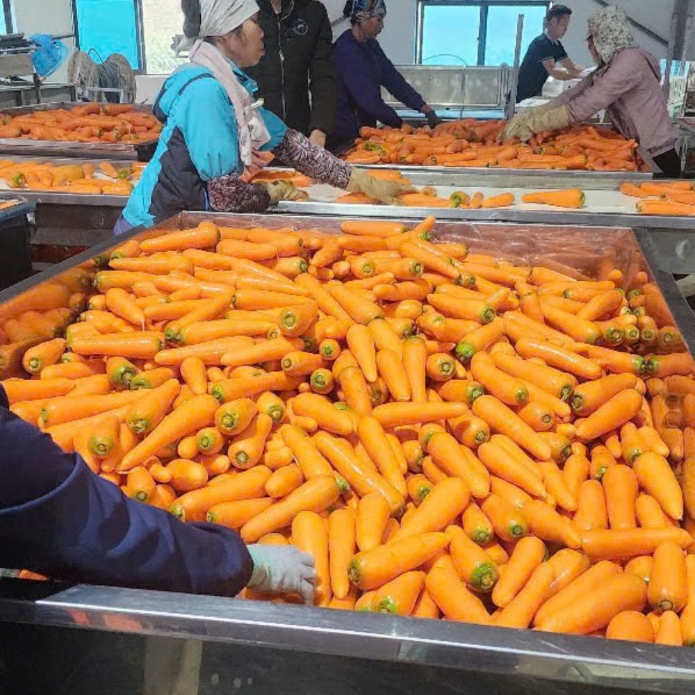 Овощи, быстрая доставка, Органическая морковь для производства продуктов питания и напитков, послепродажное обслуживание из Вьетнама, оптовая продажа