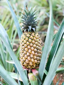 Nouvelles tranches d'ananas IQF congelées 2023 fabriquées au Vietnam - Product Image 4