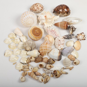 Conchas de Capiz naturales para la decoración costera de la playa conchas oceánicas de lujo varios colores conchas marinas - Product Image 4
