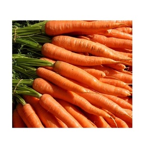 แครอทผักสดธรรมชาติคุณภาพสูง - Product Image 4