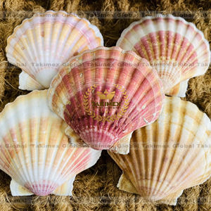 Coquilles de pétoncles séchées brutes vides, grandes coquilles de mer séchées pour collection de souvenirs, décoration intérieure - Product Image 1