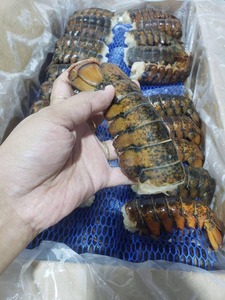 ลอบสเตอร์แช่แข็งพร้อมให้สั่งซื้อขายส่งได้รวดเร็วรับประกันซื้อตอนนี้และลิ้มรสอาหารทะเลรสพิเศษคุณภาพดี - Product Image 2